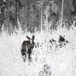 Älgförvaltningen blev dyrare än vad som var tänkt. Dessutom präglas arbetet i en del älgförvaltningsgrupper av konflikter som inte redovisas för länsstyrelserna. Trots detta tycker Naturvårdsverket att älgförvaltningen fungerar bra. Foto: Lars-Henrik Andersson