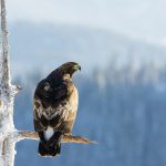 Ett kungsörnspar stoppar en jättesatsning i Härjedalen som skulle ha gett 300 jobb i Härjedalens kommun. Foto: Kjell-Erik Moseid