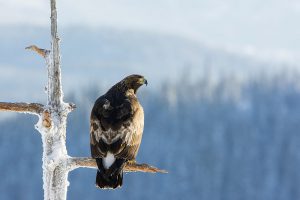 Ett kungsörnspar stoppar en jättesatsning i Härjedalen som skulle ha gett 300 jobb i Härjedalens kommun. Foto: Kjell-Erik Moseid