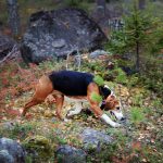 Vargangreppen på hund är framför allt koncentrerade till Värmland. Arkivbild: Lars-Henrik Andersson