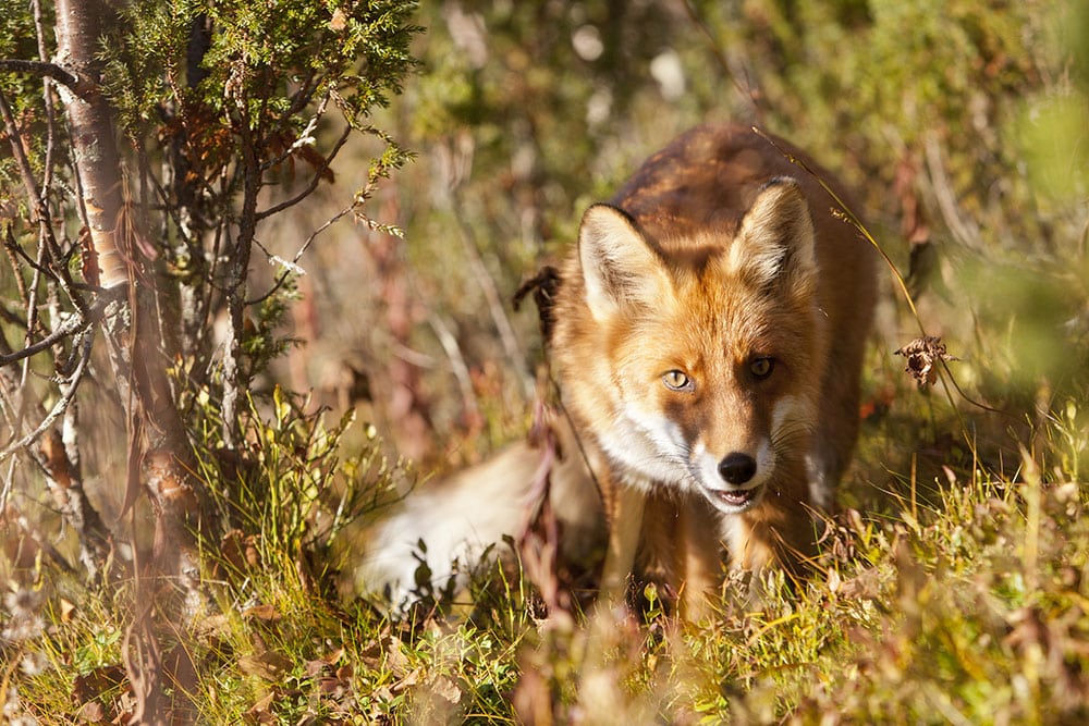 Fransk hjärtmask kan infektera både räv och hund, däremot inte människa. Foto: Kjell-Erik Moseid