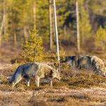 Vargjakten i Finland får pågå i tre veckor. Foto: Kjell-Erik Moseid