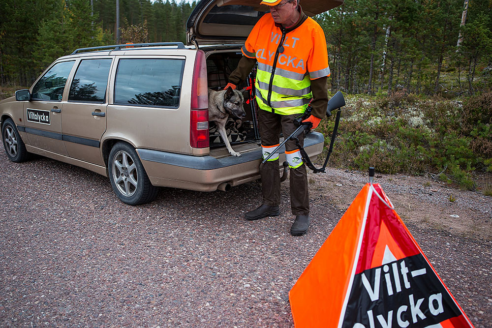Många eftersöksjägare, sannolikt tusentals, får vänta på sina ersättningar för utförda trafikeftersök. Foto: Torbjörn Lektell