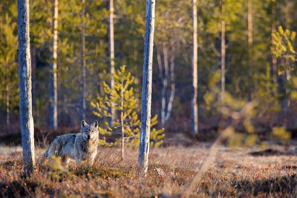 Vargjakten i Finland får pågå i tre veckor. Foto: Kjell-Erik Moseid