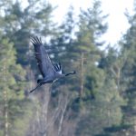 Att tranorna kommer är säkert vårtecken. Foto: Martin Källberg