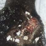Älgen sköts i södra Dalarna, ett par mil från där den stora skogsbranden drog fram i somras. Foto: Privat
