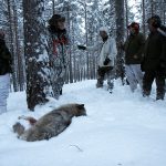 Länsstyrelsens beslut om vargjakt i Dalarna var riktigt, konstaterar Naturvårdsverket i en slutlig överprövning av de överklaganden som kom i samband med att jakten skulle inledas. Bilden är tagen vid ett annat jakttillfälle. Foto: Olle Olsson