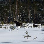 Markägaren som begärt skyddsjakt på tio älgar måste först försöka med alternativa åtgärder som att skrämma älgarna, anser länsstyrelsen. Foto: Olle Olsson