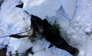 Här under kan du se film när de gräver fram älgen: Foto: Privat