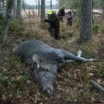 Lidköpings jaktvårdskrets vill senarelägga älgjakten för både älgens och jägarnas skull. Foto: Jan Henricson