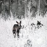 I Blekinge har det uppstått en märklig situation. Naturskyddsföreningen vill skjuta fler älgar och ställer sig på markägarnas sida. Foto: Lars-Henrik Andersson
