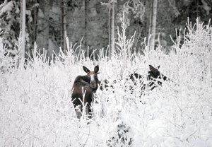 I Blekinge har det uppstått en märklig situation. Naturskyddsföreningen vill skjuta fler älgar och ställer sig på markägarnas sida. Foto: Lars-Henrik Andersson