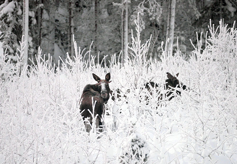 I Blekinge har det uppstått en märklig situation. Naturskyddsföreningen vill skjuta fler älgar och ställer sig på markägarnas sida. Foto: Lars-Henrik Andersson