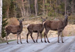 Foto: Mattias Lilja