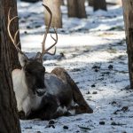Skogsvildrenen utrotades i mitten av 1800-talet men nu talas det om att återinföra arten i den svenska faunan. Bilden är tagen på Järvsö zoo där besökarna kan se hur en skogsvildren ser ut i verkligheten. Foto: Olle Olsson