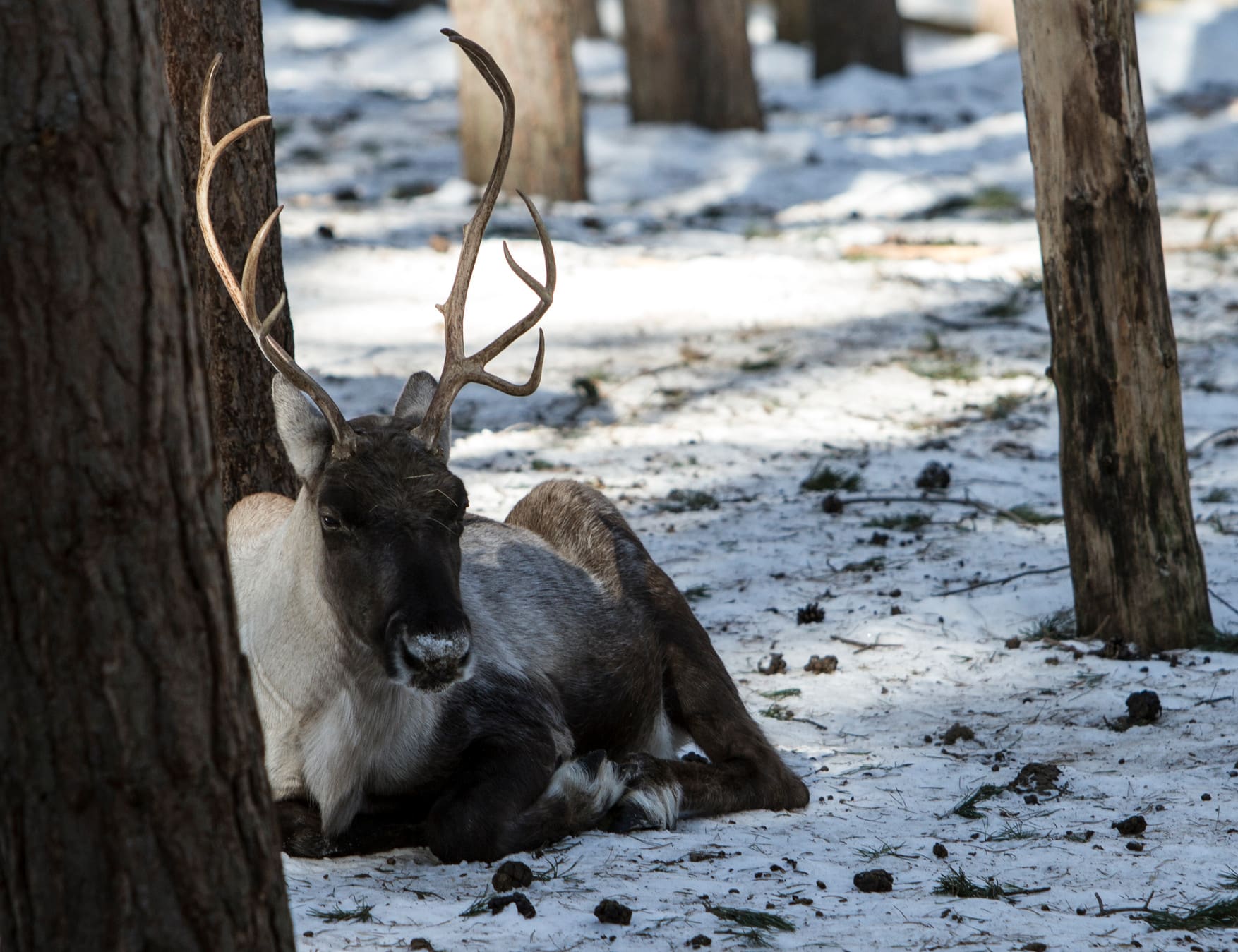 Skogsvildrenen utrotades i mitten av 1800-talet men nu talas det om att återinföra arten i den svenska faunan. Bilden är tagen på Järvsö zoo där besökarna kan se hur en skogsvildren ser ut i verkligheten. Foto: Olle Olsson