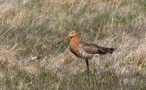Rödspoven är fokusfågeln i naturvårdsprojektet där predatorjakten gynnar en mångfald av arter. Foto: Magnus Johansson