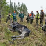 Tidigare har det varit ett uppehåll i älgjakten under två veckor i slutet av september och början av oktober i Norrbotten. Foto: Jan Henricson
