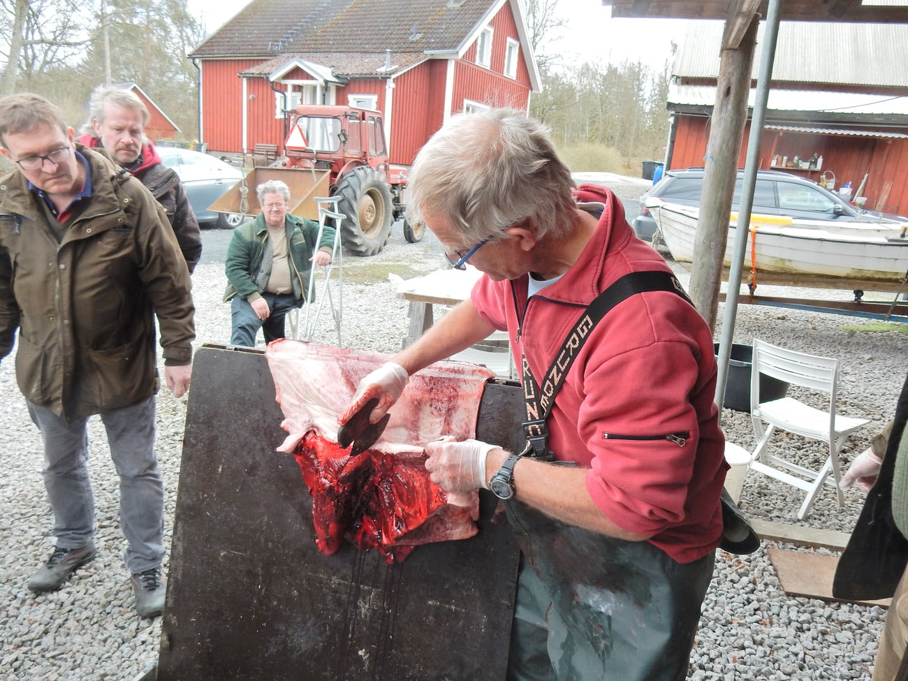 Sven-Gunnar Lunneryd visar Blekingejägarna hur sälskinnet tas om hand på bästa sätt. Foto: Privat
