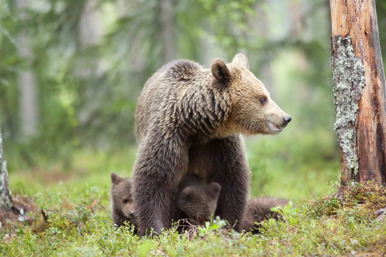 I höst ska jägarna hjälpa länsstyrelserna i Jämtland och Västernorrland att räkna antalet björnar. Räkningen sker i form av björnspillningsinventering. Foto: Kjell-Erik Moseid
