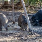Vildsvin bökar upp åkrar i Hässleholms kommun. Nu har miljöchefen fått nog och vill ha stopp för all utfodring. Foto: Martin Källberg