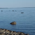 Vikarsälarna blir allt fler i den norrbottniska skärgården. Foto: Niklas Lundberg