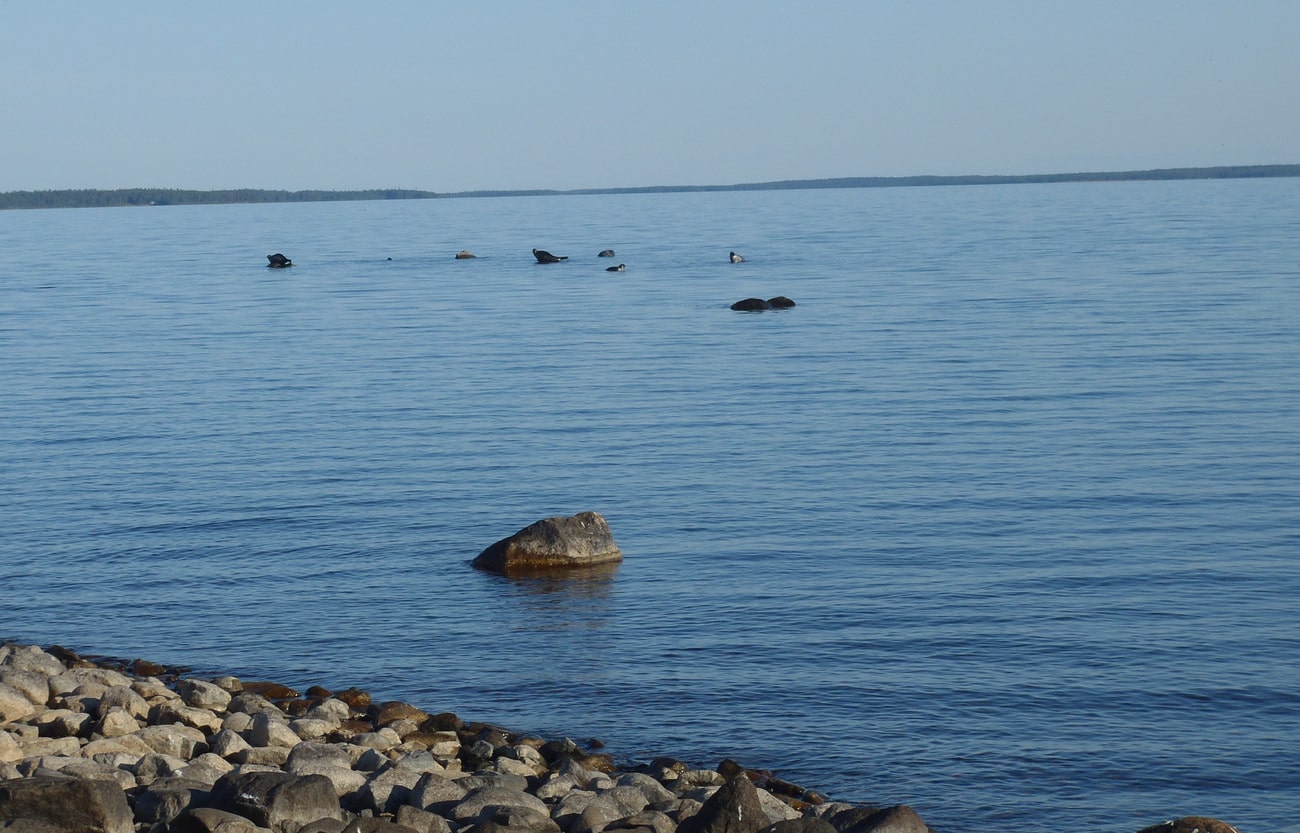 Vikarsälarna blir allt fler i den norrbottniska skärgården. Foto: Niklas Lundberg