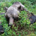 För svenska jägare med björn- eller lodjurstroféer som ska säljas, är det viktigt att ha ett giltigt CITES-intyg från Jordbruksverket. Foto: Olle Olsson