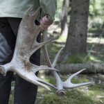 Frågan om fällhorn får plockas i naturen av vem som helst är oreglerad, men på Naturvårdsverket menar man att det är tillåtet. Foto: Jan Henricson