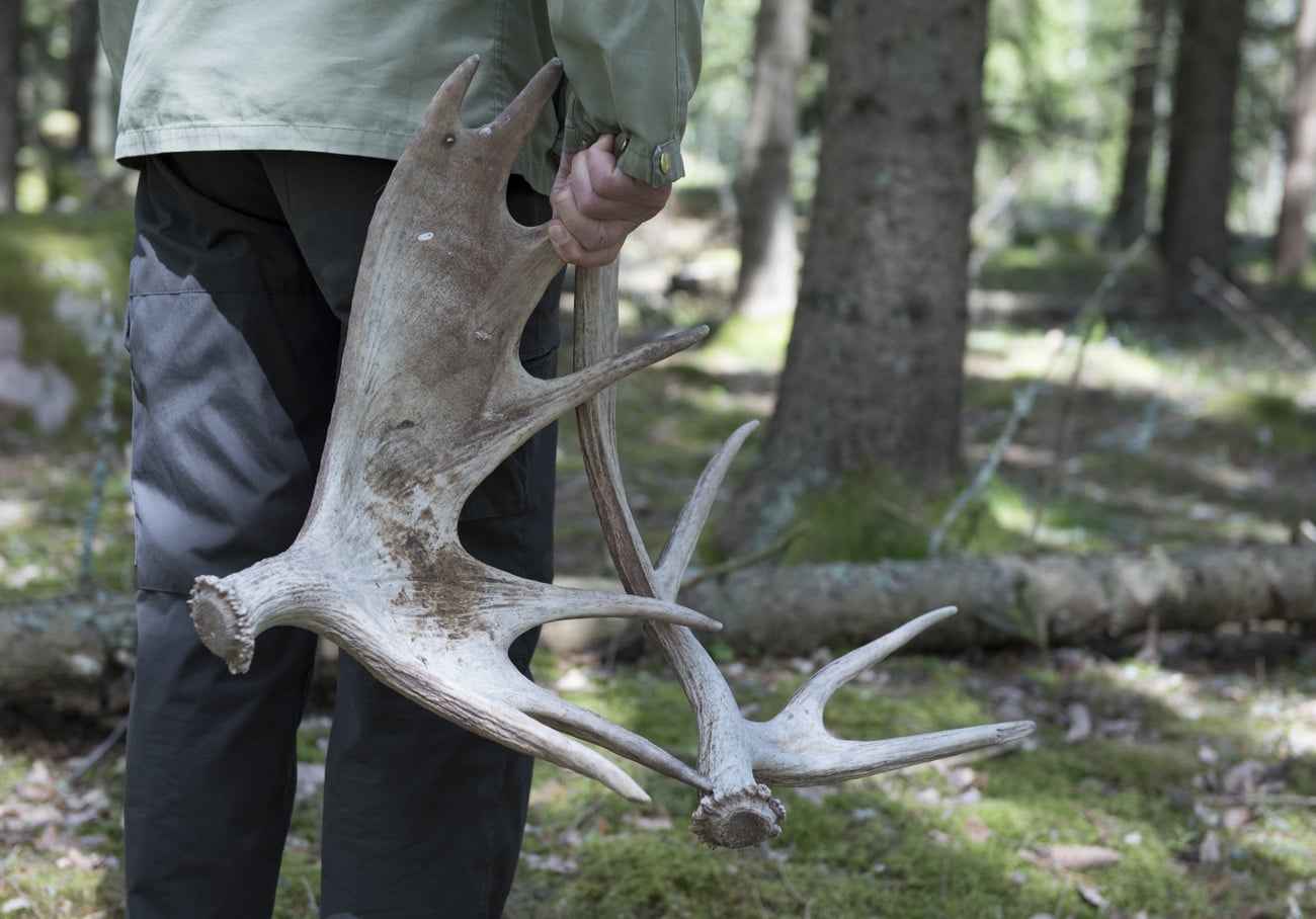 Frågan om fällhorn får plockas i naturen av vem som helst är oreglerad, men på Naturvårdsverket menar man att det är tillåtet. Foto: Jan Henricson