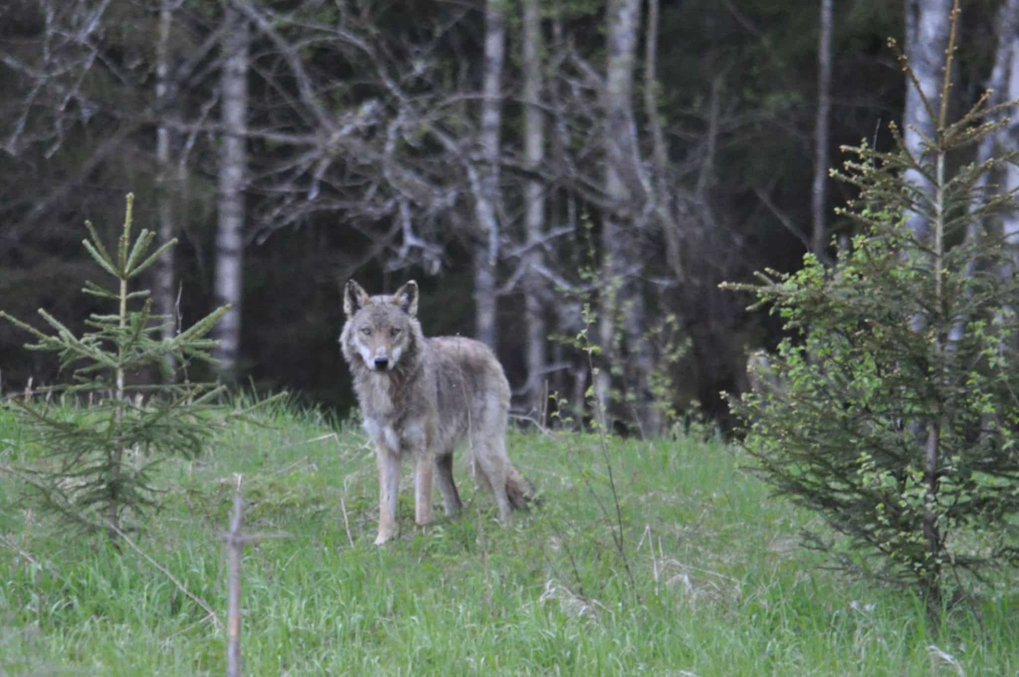 Vargen har varit synlig vid flera tillfällen och visar gärna upp sig för människor. Den här bilden togs i onsdags vid tre på eftermiddagen. Foto: Charlotte Björge