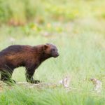 Järven ökar och nu funderar länsstyrelserna på licensjakt. Men först måste Naturvårdsverket ta fram föreskrifter. I veckan träffas parterna för att diskutera frågan. Foto: Kjell-Erik Moseid