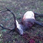 Kronhjorten hittades på Hjularöds gods i Eslövs kommun på morgonen den 16 november. Den var skjuten i halsen med en finkalibrig studsare. Bakspårning visade att den gått cirka 300 meter från skottplatsen. Samma natt spanade polisen på den misstänkte danske medborgaren, och man vet med säkerhet att han befann sig i trakten. Foto: Från Förundersökningen