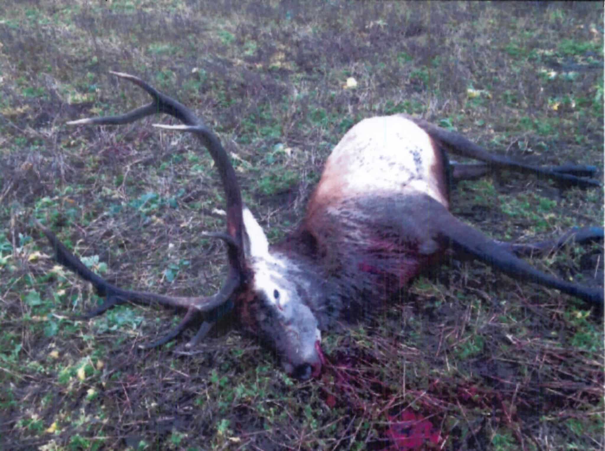 Kronhjorten hittades på Hjularöds gods i Eslövs kommun på morgonen den 16 november. Den var skjuten i halsen med en finkalibrig studsare. Bakspårning visade att den gått cirka 300 meter från skottplatsen. Samma natt spanade polisen på den misstänkte danske medborgaren, och man vet med säkerhet att han befann sig i trakten. Foto: Från Förundersökningen