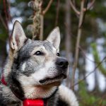 Läs vad som gäller för årets älgjakt. Foto: Olle Olsson