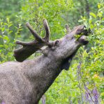 Skogsstyrelsen tycker betesskadorna är fortsatt allt för höga. Foto: Kjell-Erik Moseid