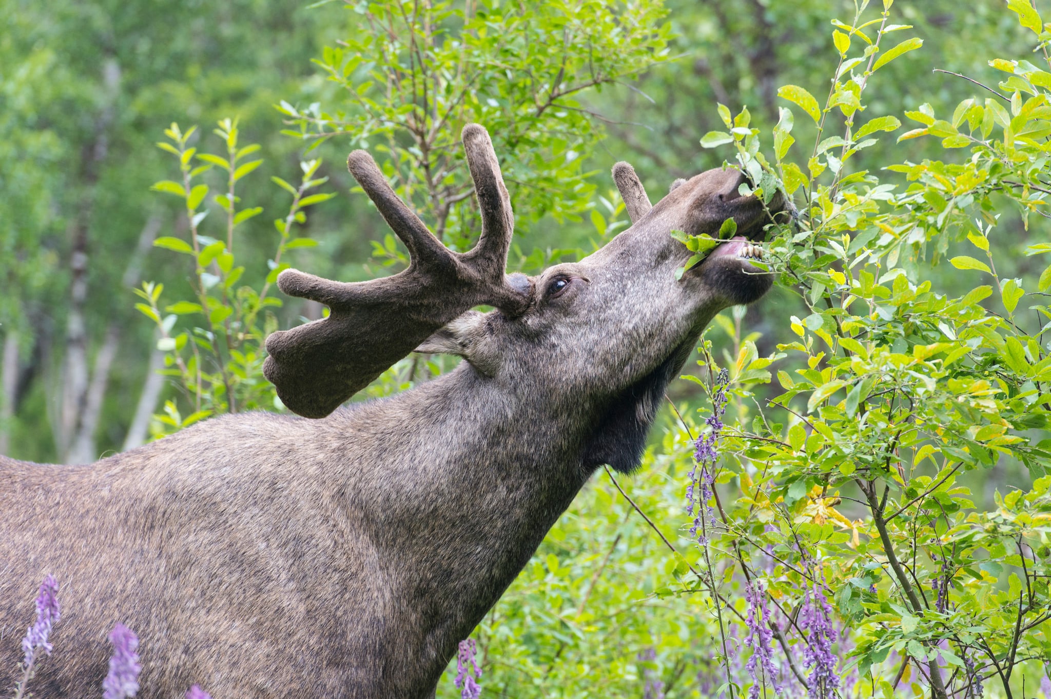 Skogsstyrelsen tycker betesskadorna är fortsatt allt för höga. Foto: Kjell-Erik Moseid
