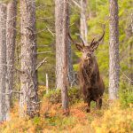Kronviltet måste förvaltas bättre och kunskapen om arten måste öka, ansåg flera av dem som deltog på ett seminarium om kronviltet på Öster Malma. Foto: Kjell Erik Moseid