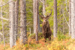 Kronviltet måste förvaltas bättre och kunskapen om arten måste öka, ansåg flera av dem som deltog på ett seminarium om kronviltet på Öster Malma. Foto: Kjell Erik Moseid