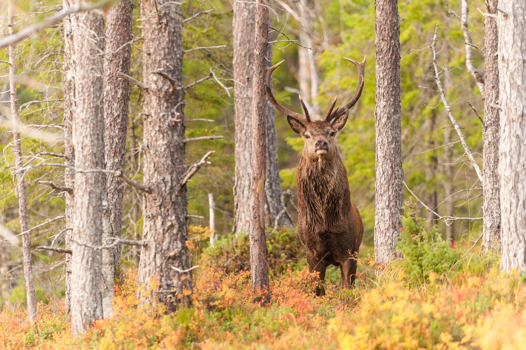 Kronviltet måste förvaltas bättre och kunskapen om arten måste öka, ansåg flera av dem som deltog på ett seminarium om kronviltet på Öster Malma. Foto: Kjell Erik Moseid