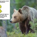 I går tog länsstyrelsen i Jämtland beslut om årets licenstilldelning på björn. Länsstyrelsen vill se en fortsatt försiktig minskning av björnpopulationen. Foto: Kjell-Erik Moseid (Karta: Länsstyrelsen Jämtland).