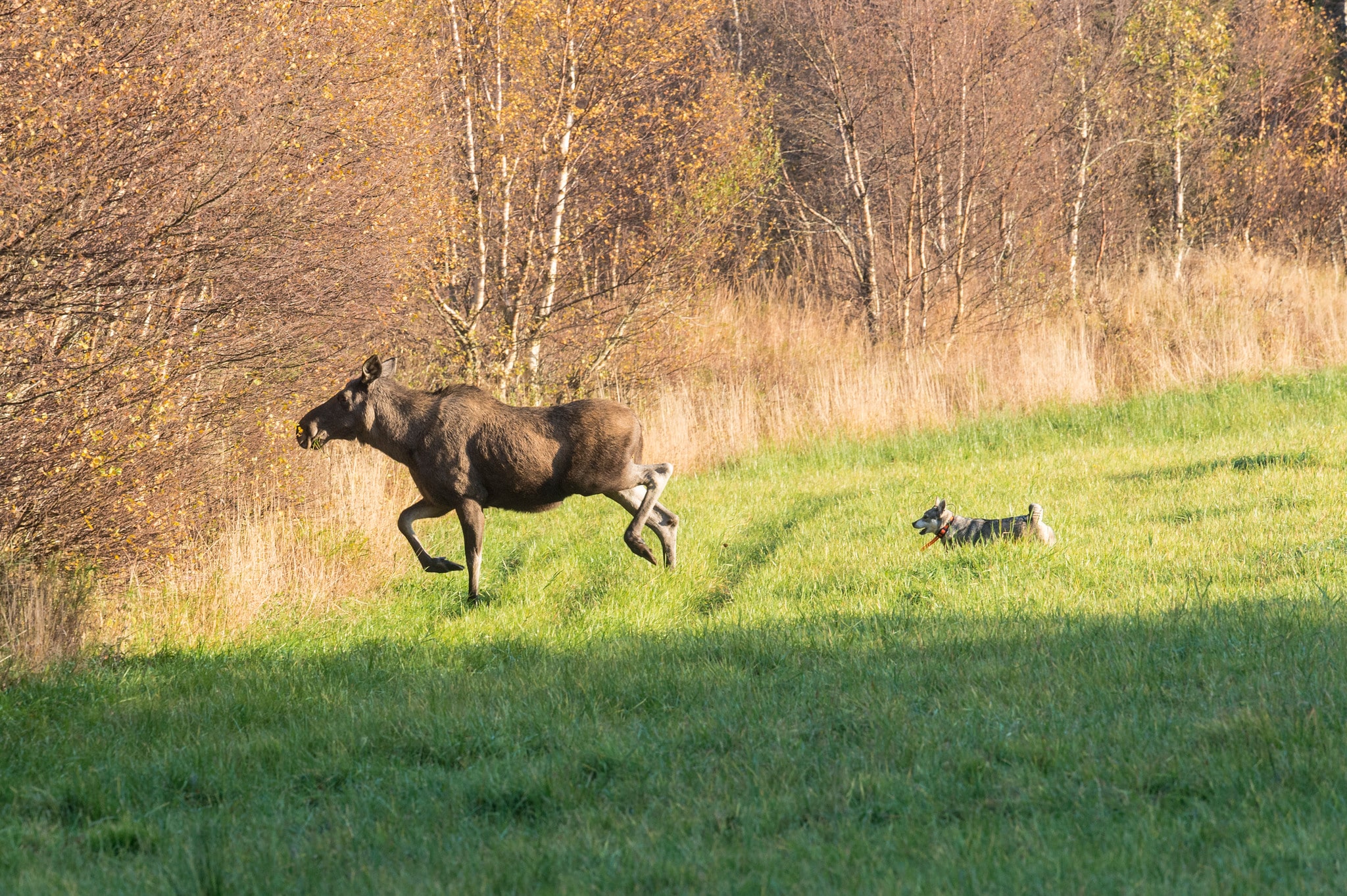 Några jägare från Hälsingland misstänks ha jagat älg med hjälp av bil Foto: Kjell-Erik Moseid