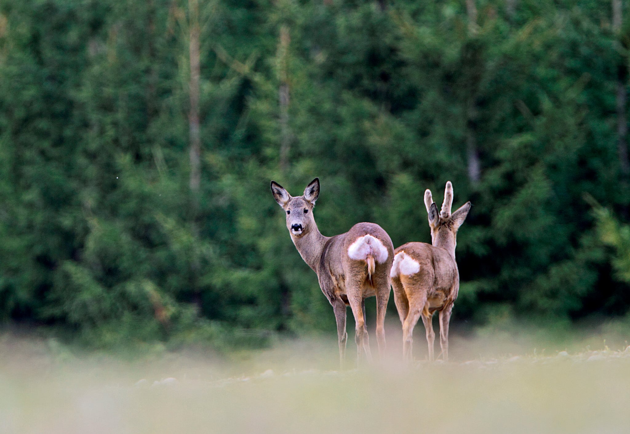 När den nya rådjursgenerationen ska födas måste ungdjuren lämna moderns hemområde. Foto: Tero Niemi