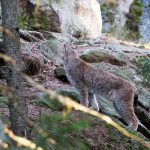 Fram till slutet av 2016 ska länsstyrelserna fortsatt besluta om skyddsjakt på stora rovdjur. Foto: Olle Olsson