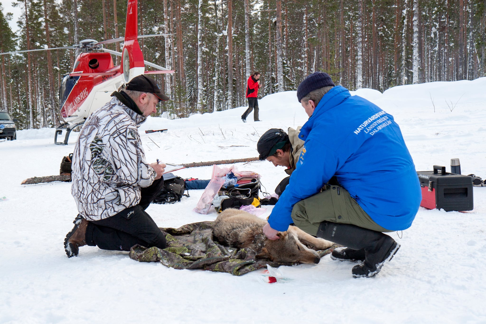 Den svenska vargstammen har ett nästan komplett släktträd. Här sätter forskarna sändare på vargar. Foto: Olle Olsson