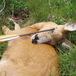 Pilen hade gått in vid ögonloben och ut i nacken. Foto: Eftersöksjägare i Ale kommun