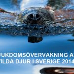 Omslaget till SVA:s rapport om sjukdomsläget hos vilt i Sverige.
