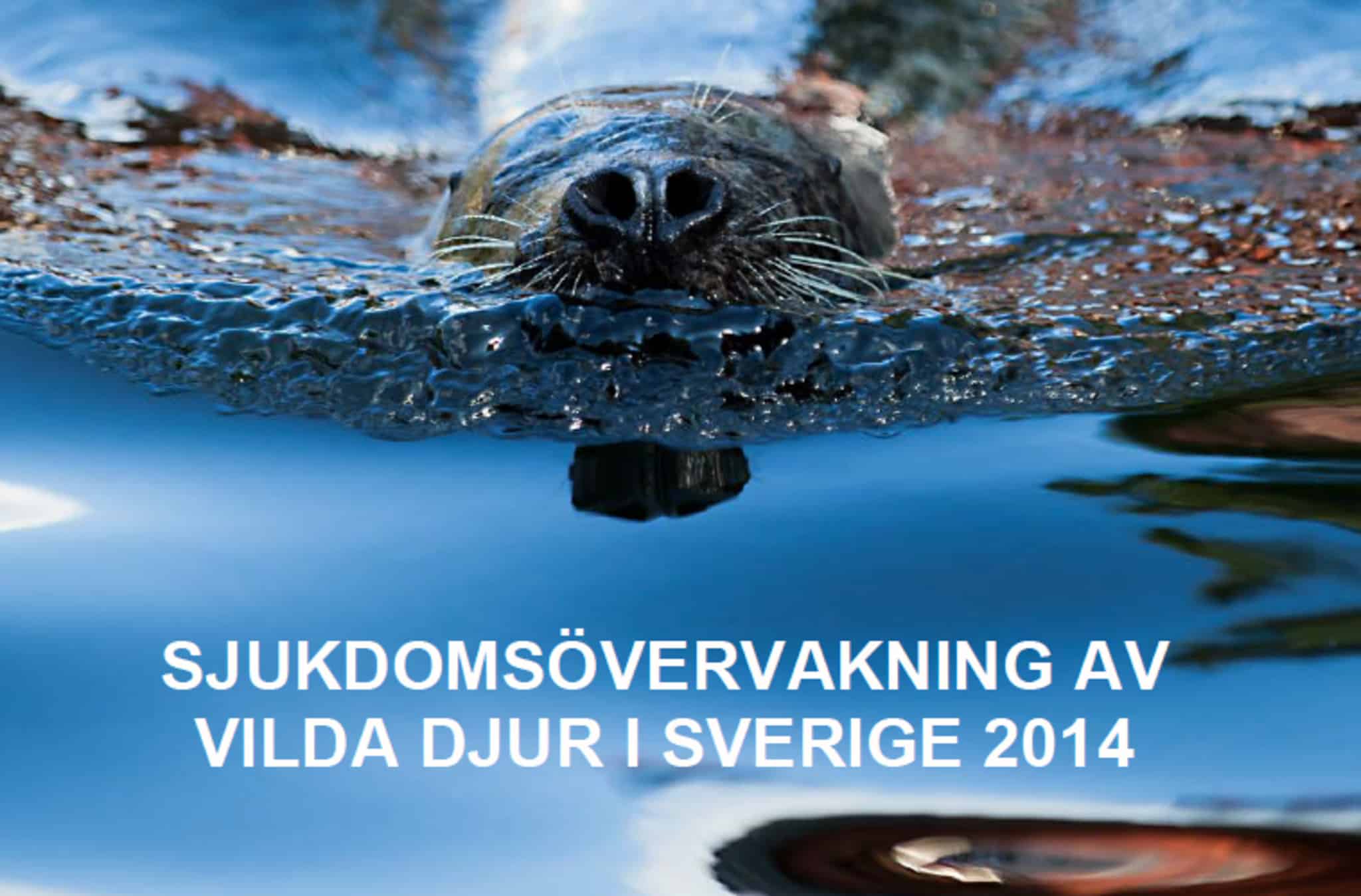 Omslaget till SVA:s rapport om sjukdomsläget hos vilt i Sverige.