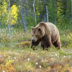Björnjakten i Norrbotten minskar. Länsstyrelsen hävdar att björnstammen minskar snabbare än i övriga Sverige och halverar tilldelningen jämfört med tidigare år. Foto: Kjell-Erik Moseid