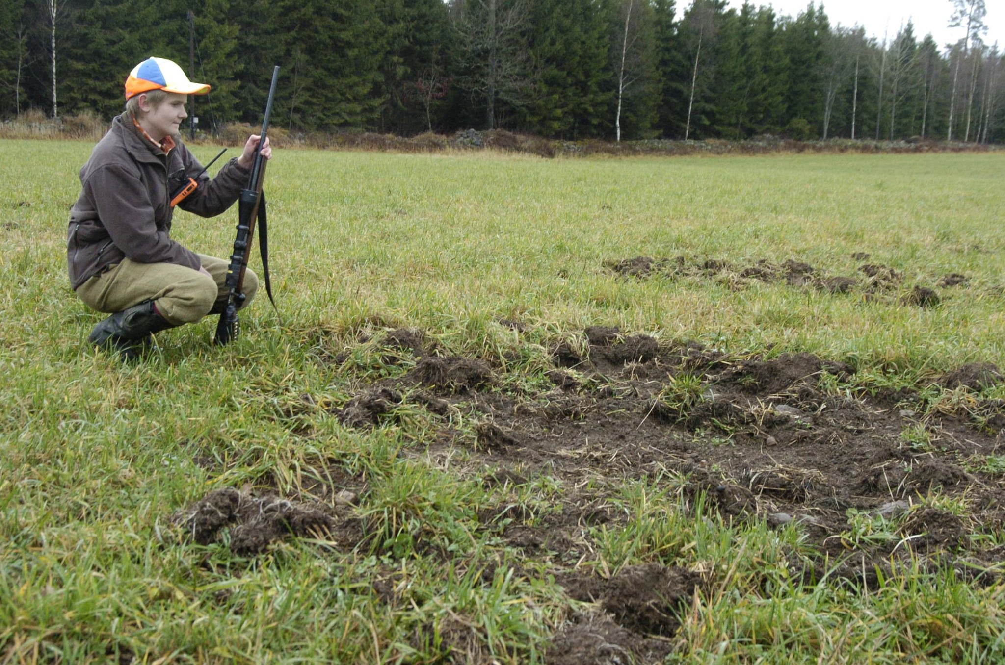 Vildsvinen härjningar är värst i skogsbygderna, rapporterar Jordbruksverket. Foto: Jan Henricson
